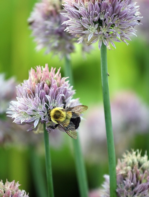 A bumblebee holds on to small round purple allium flowers