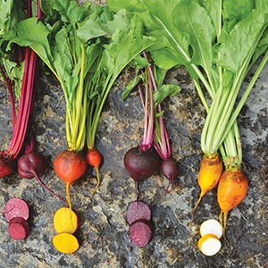 Four different color beets with some round beet slices on a rock