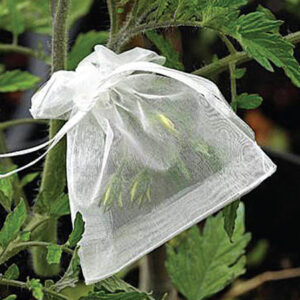 A small white mesh blossom fastened over several budding tomato flowers