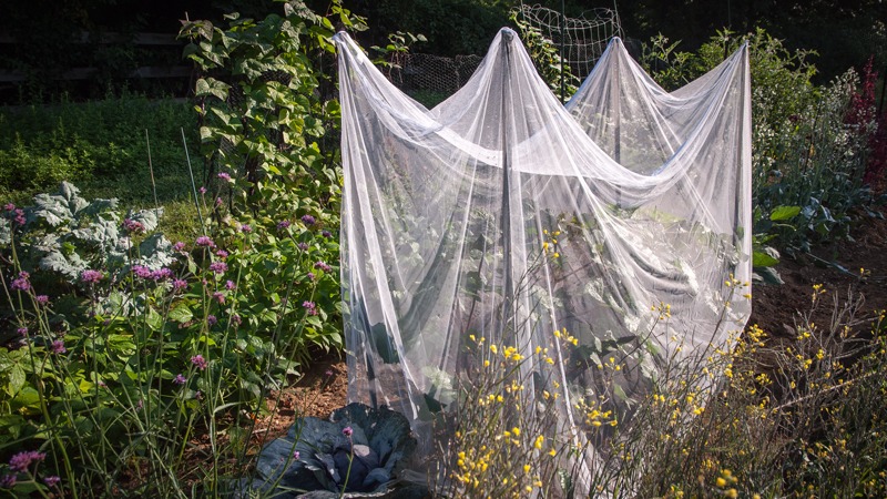 A garden of many vegetables and flowers with a net propped up on posts in the middle