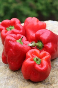 A group of five red 'Wisconsin Lakes' bell peppers