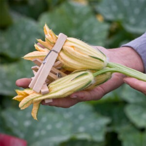 A hand holds two large yellow squash blossoms held closed by clothespins