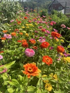 A garden with a long row of colorful zinnia flowers